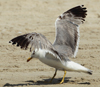 Larus armenicus